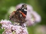 FZ030651 Small tortoiseshell (Aglais urticae) butterfly.jpg